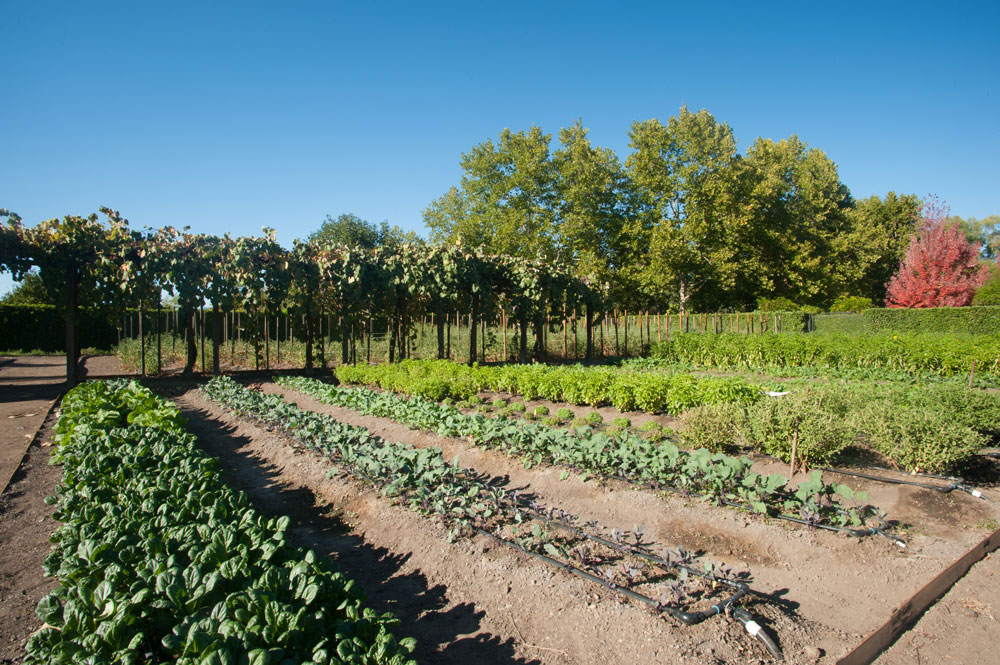 Beaulieu Garden's Culinary Garden Photo by Tylor Boland