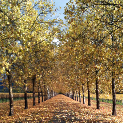 Beaulieu Garden: Sycamore-lined driveway in autumn