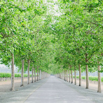 Sycamore-lined driveway