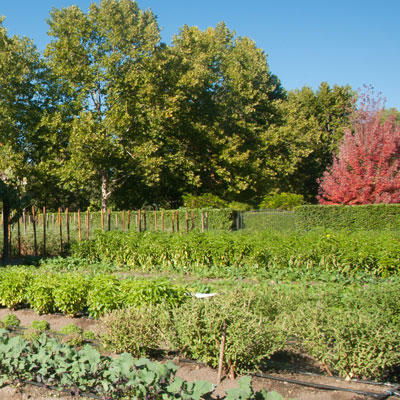 Beaulieu Garden: Culinary Garden