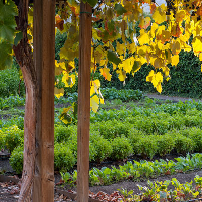 Beaulieu Garden: Culinary Garden