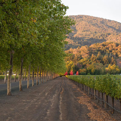 Beaulieu Garden: Vineyard adjacent to the sycamore-lined driveway