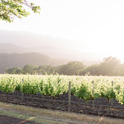 Beaulieu Garden: Vineyard in morning light