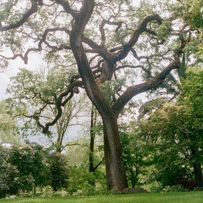 Beaulieu Garden: Park area