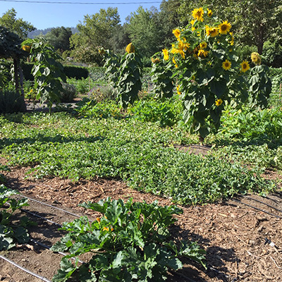 Beaulieu's Culinary Garden