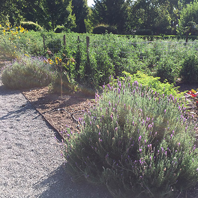 Beaulieu's Culinary Garden