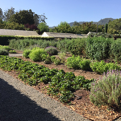 Beaulieu's Culinary Garden