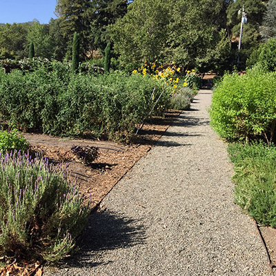 Beaulieu's Culinary Garden