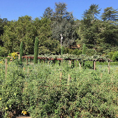 Beaulieu's Culinary Garden