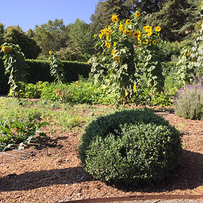 Beaulieu's Culinary Garden